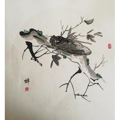《蝉》国画 50X50cm 邓晓冰作品